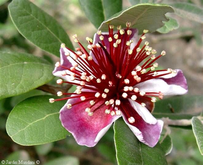 feijoaflor.jpg