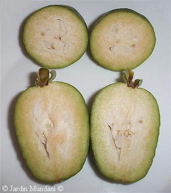 feijoasxapades.jpg