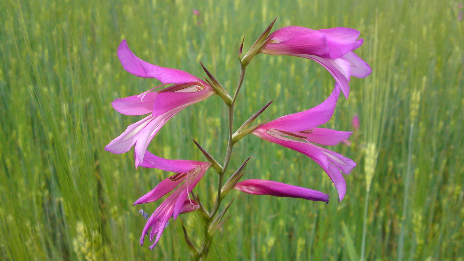 felanitx-gladioli189.jpg