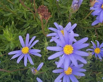 felicia-amelloides.jpg