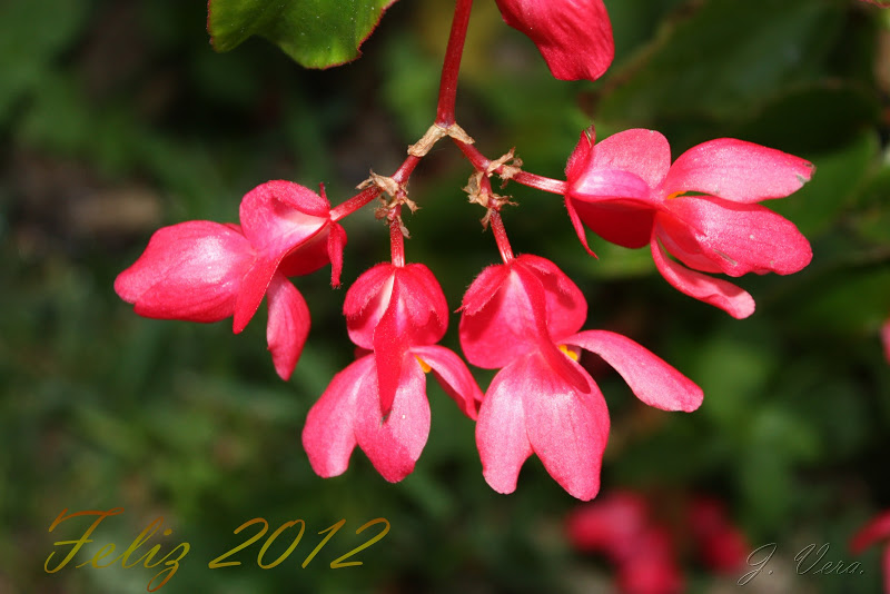 feliz2012.jpg
