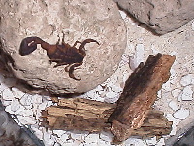 female-scorpion-on-pumice.jpg