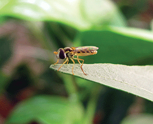 female-spaerophoria.gif