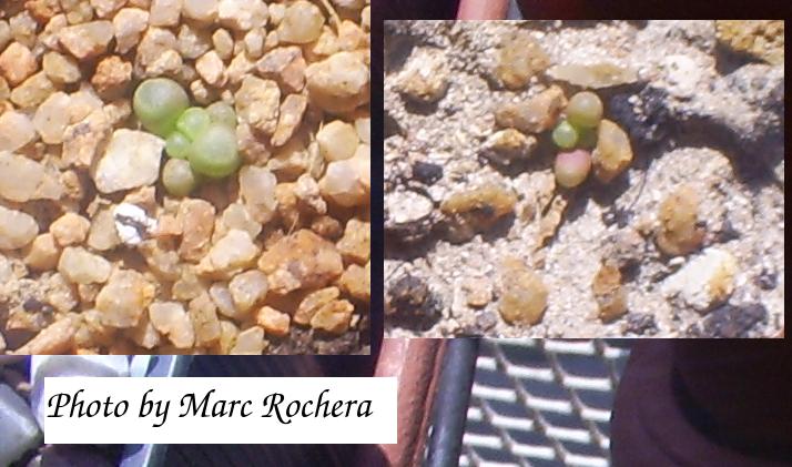 fenestraria%2Bseedling.JPG