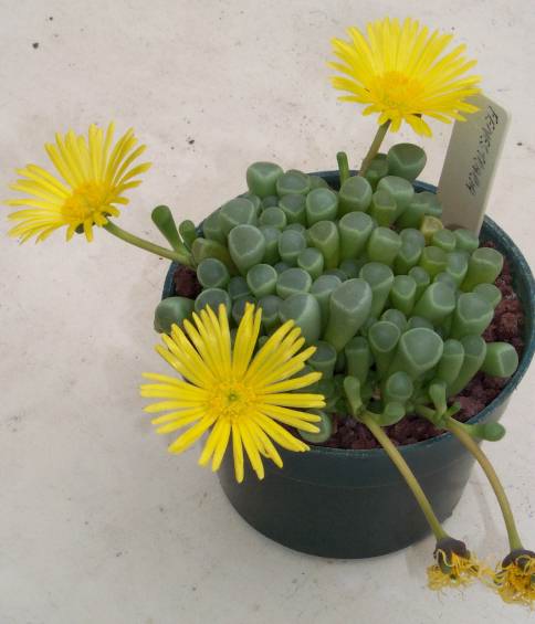 fenestraria_spp.jpg