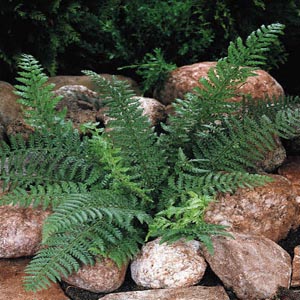 fern_christmas.jpg