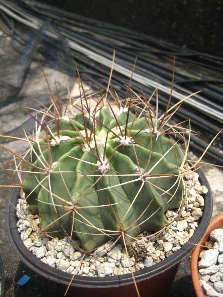 Ferocactus-1.jpg