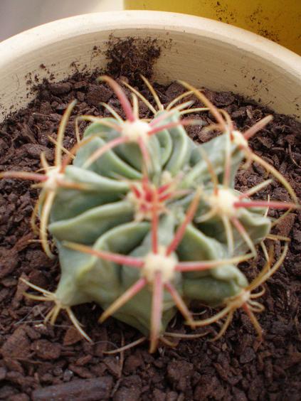 ferocactus 20-11-07.JPG