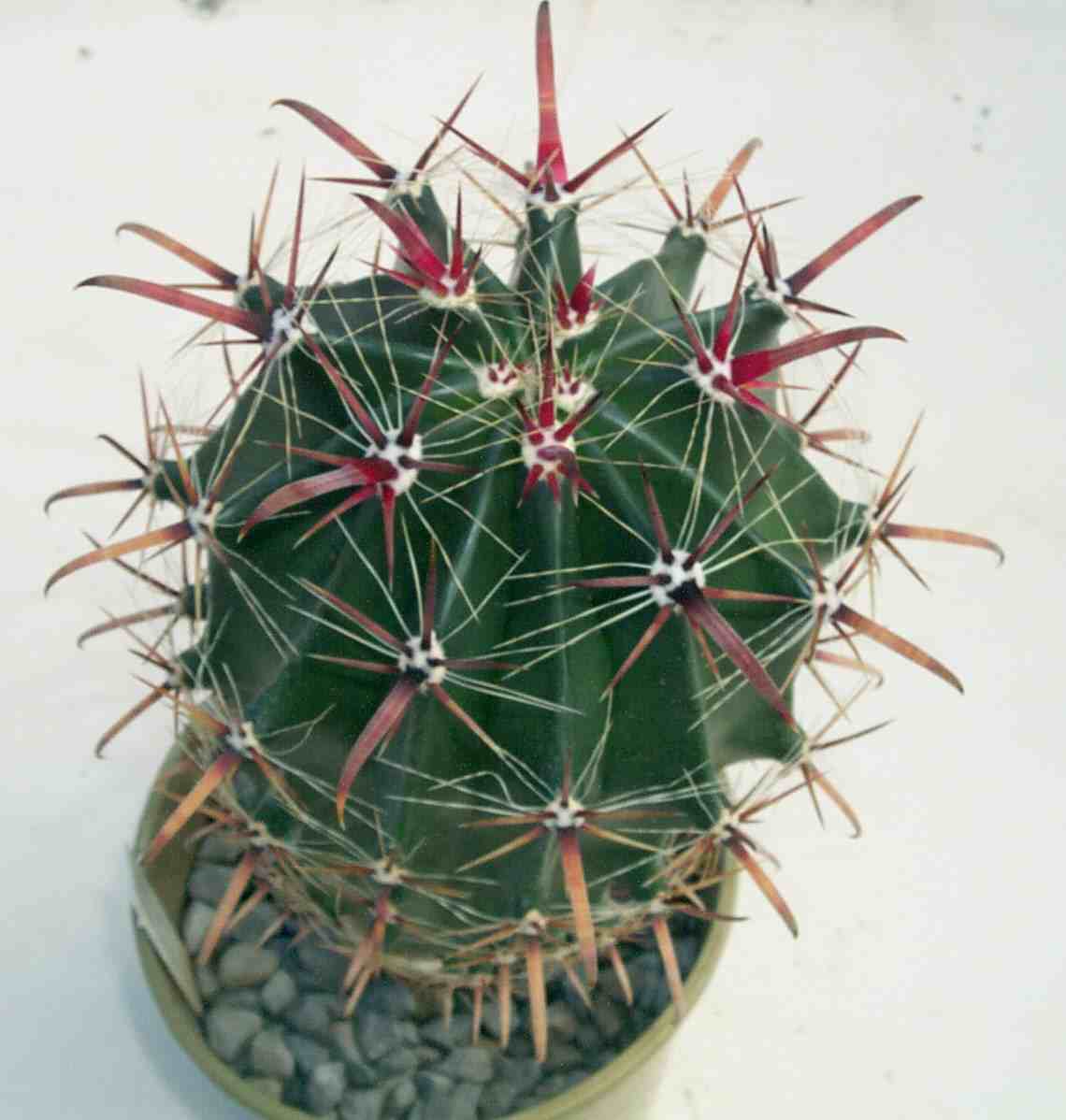 Ferocactus%20coloratus.jpg