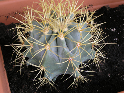 ferocactus%20glaucenses.jpg