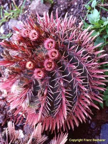 Ferocactus%20recurvus%20v.%20nobilis.jpg