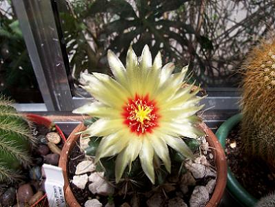 ferocactus%28hamatocactus%29%20setispinus.JPG