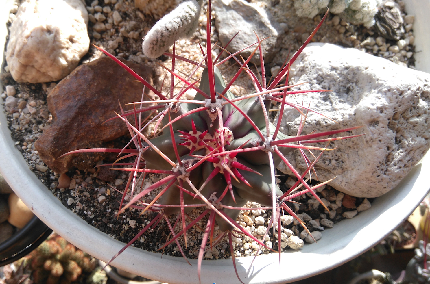 ferocactus%2B2.jpg