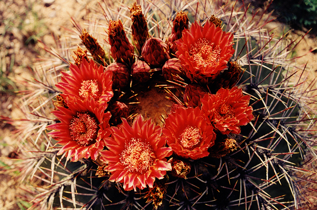 Ferocactus.emoryi.vw.03.jpg