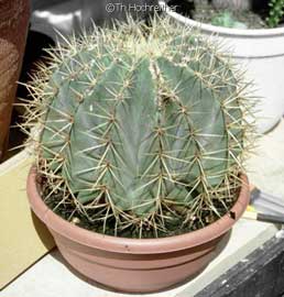 ferocactus-glaucescens.jpg
