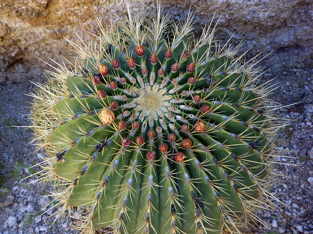 ferocactus-histrix.jpg