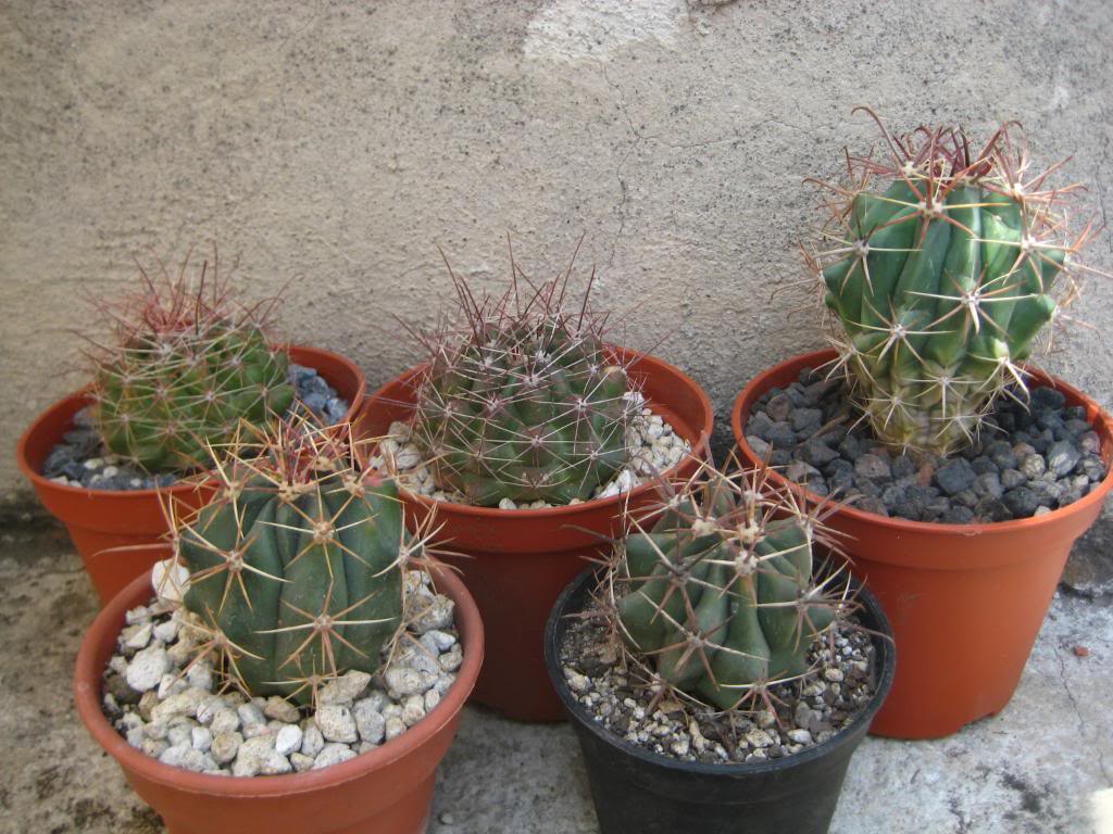 FErocactus.jpg