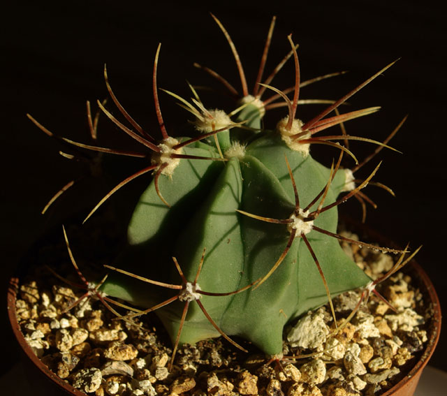 ferocactus.jpg
