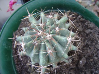 ferocactus.jpg