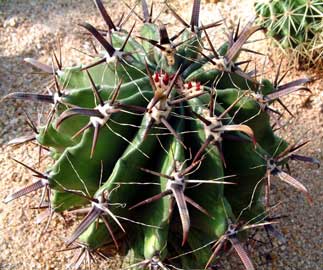 ferocactus-latispinus.jpg