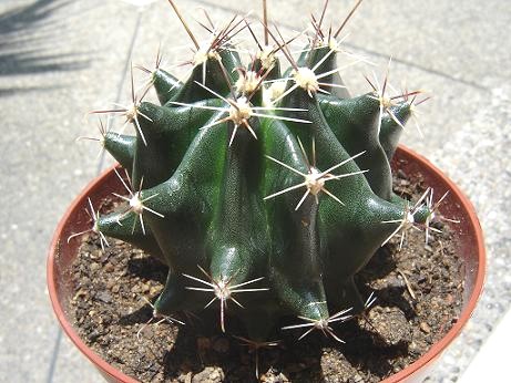 ferocactus viscainensis.JPG