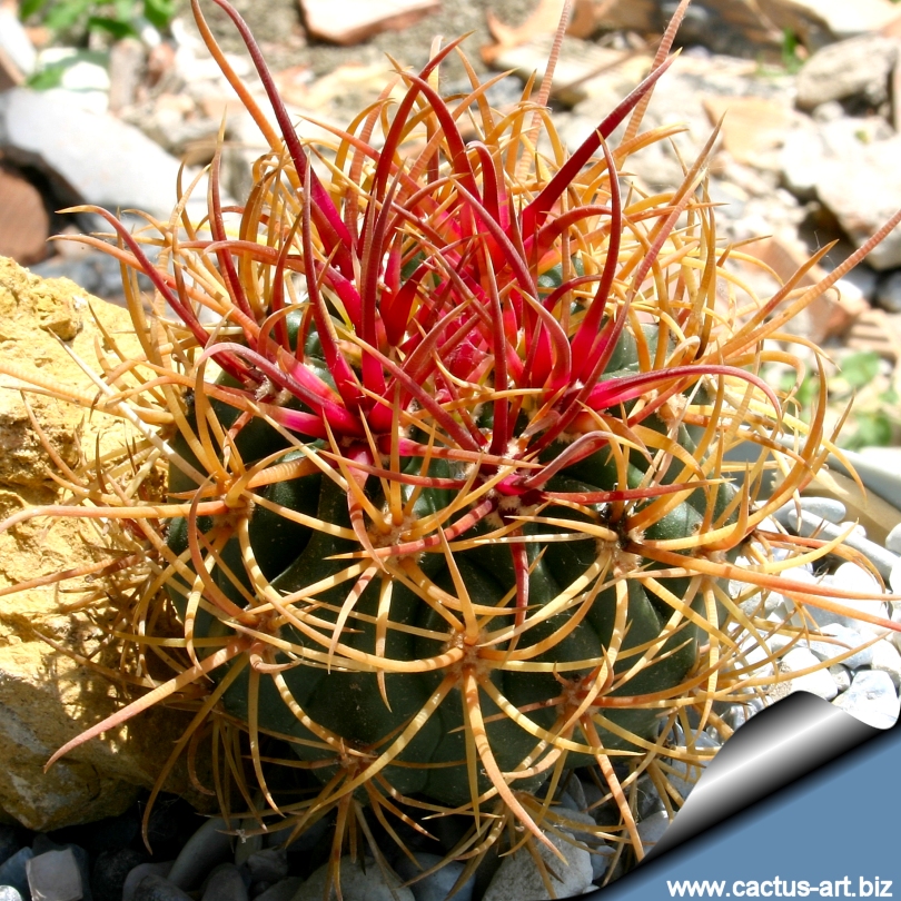 Ferocactus_chrysacanthus_red_spines_810.jpg