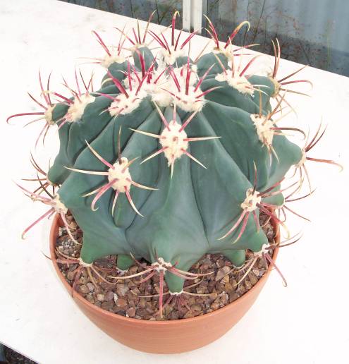 ferocactus_emoryi.jpg
