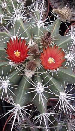 Ferocactus_flavovirens.jpg