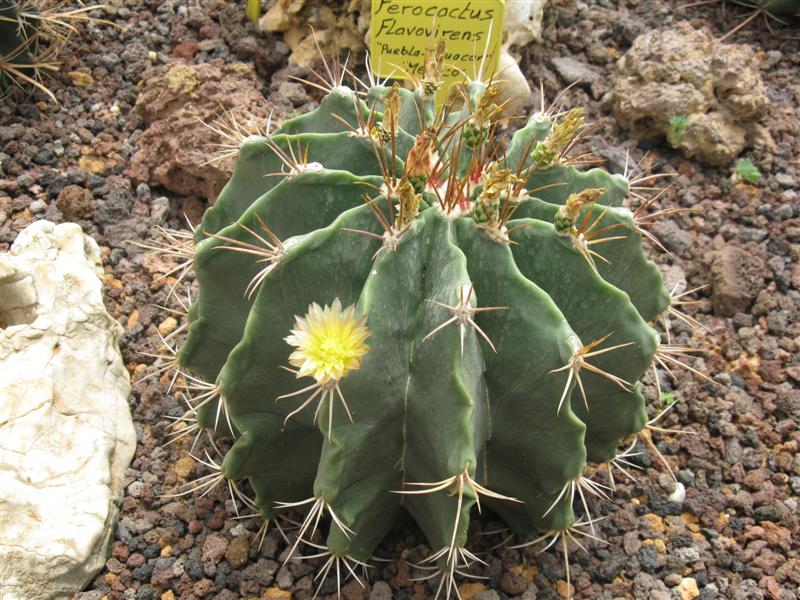 ferocactus_flavovirens_medium_139.jpg