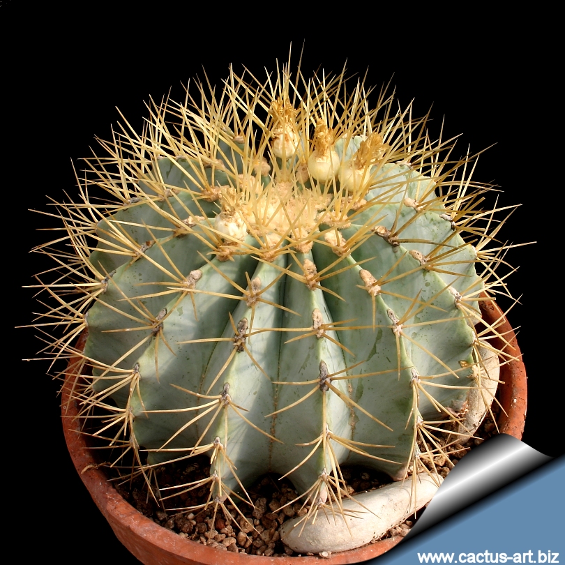 Ferocactus_glaucescens_810.jpg
