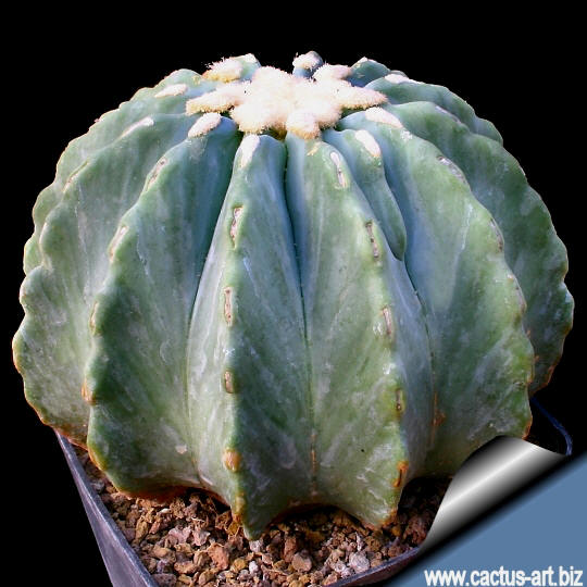 Ferocactus_glaucescens_inermis_540.jpg