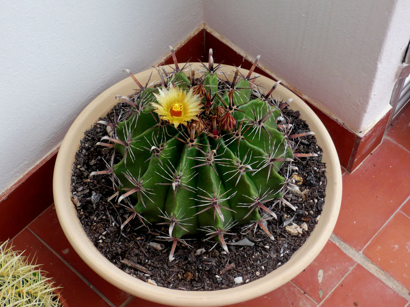 Ferocactus_Herrerae.jpg
