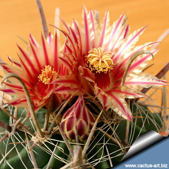 Ferocactus_herrerae_fl_540.jpg
