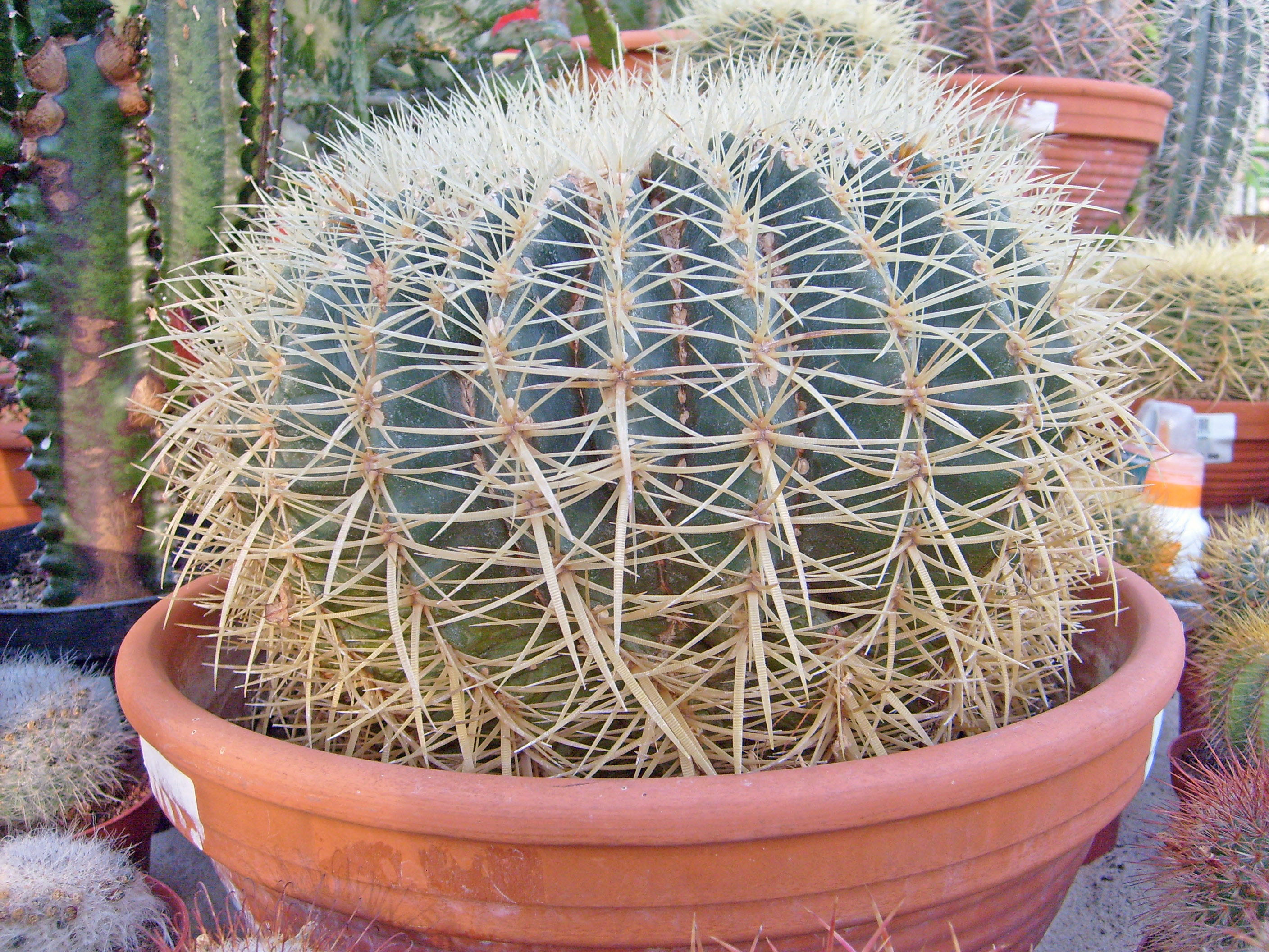 Ferocactus_histrix.jpg