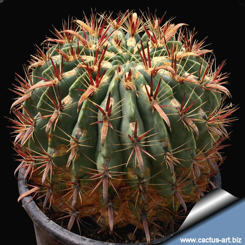 Ferocactus_latispinus_810.jpg