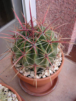 Ferocactus_Rectispinus.jpg