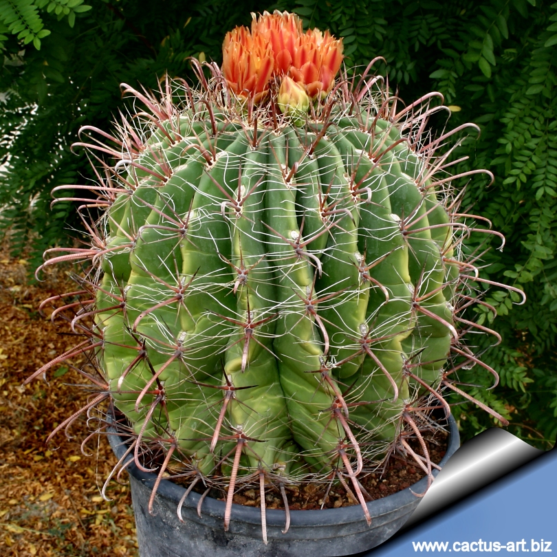 Ferocactus_wislizenii_05_810.jpg