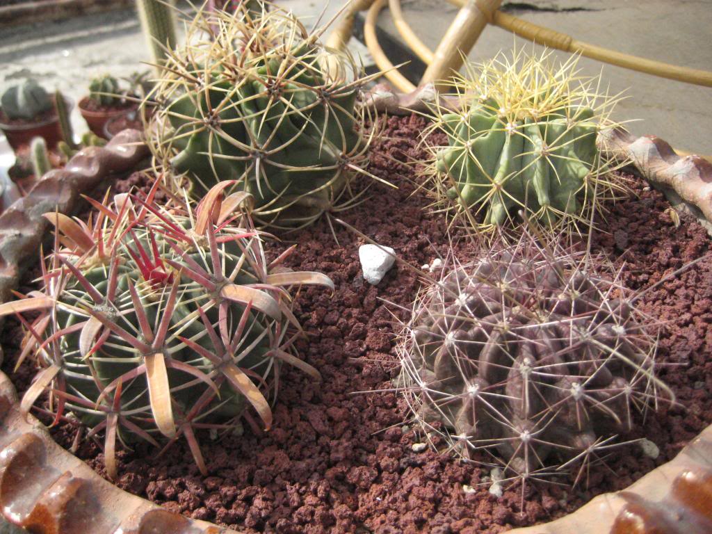 Ferocactusarreglo.jpg