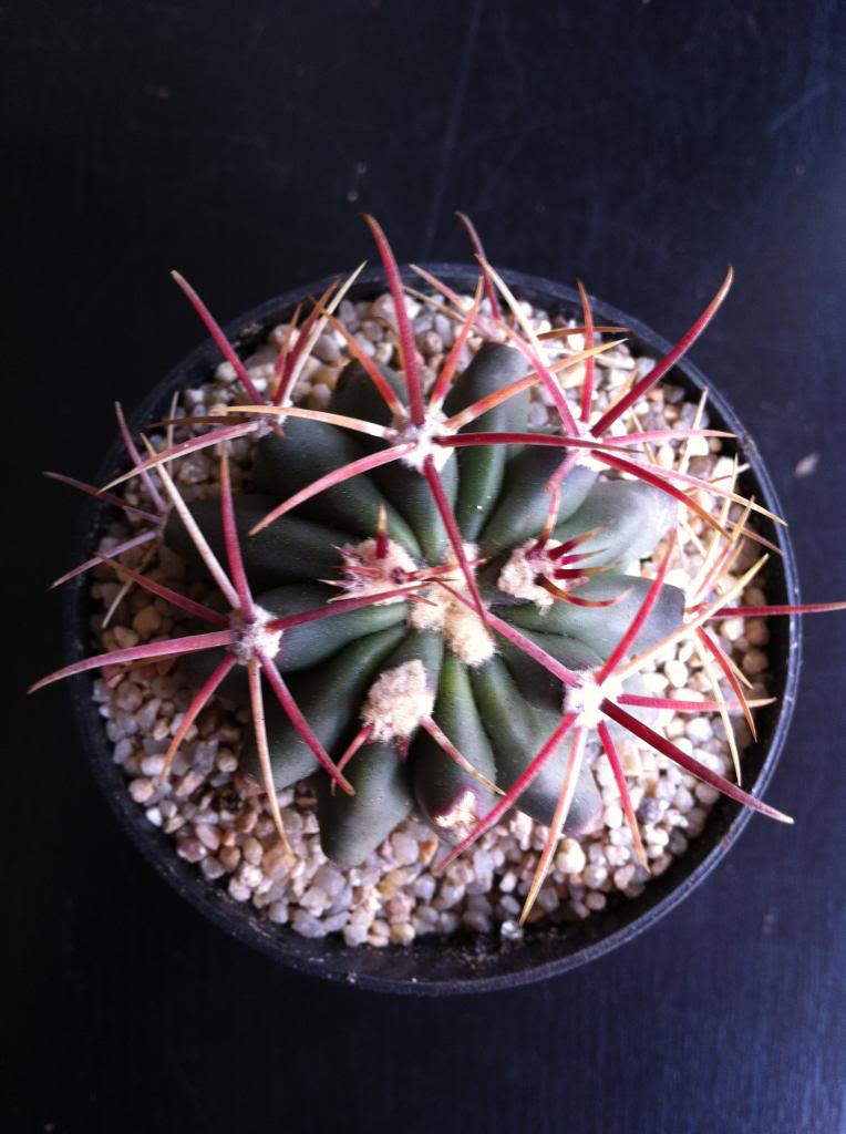 ferocactuschrisacanthusredspine_zpsb25105f5.jpg