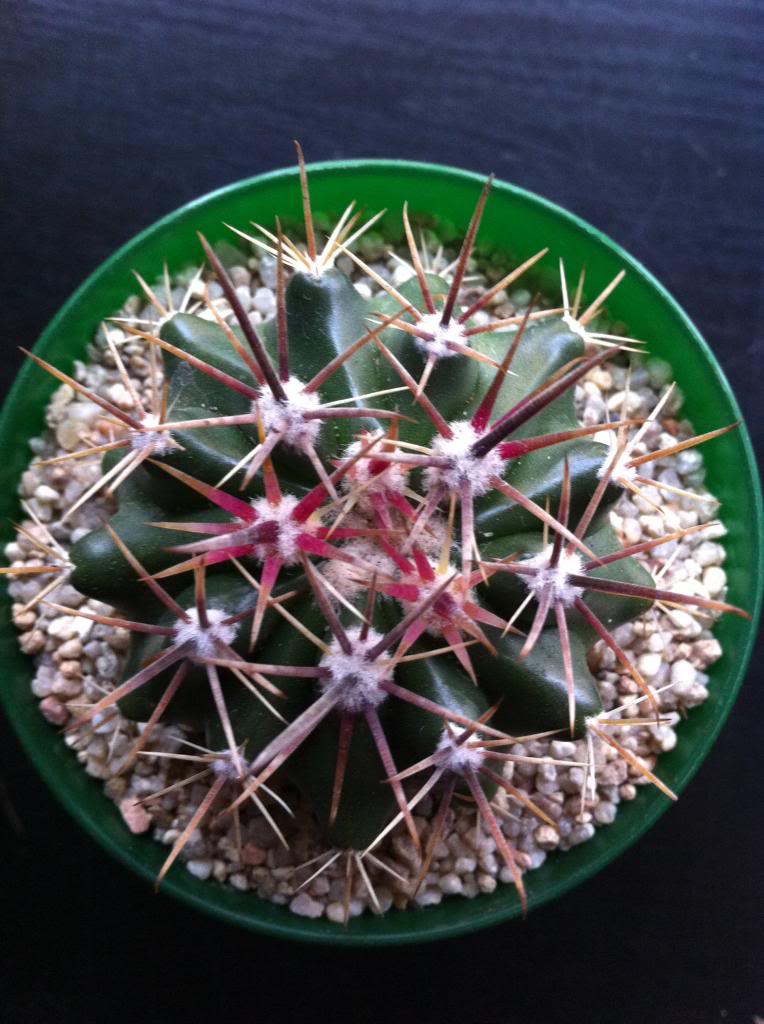 ferocactusfordiistodomingo_zpsc695b77e.jpg