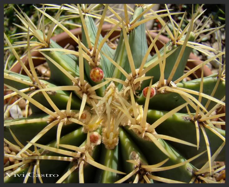 Ferocactusglaucescens.jpg