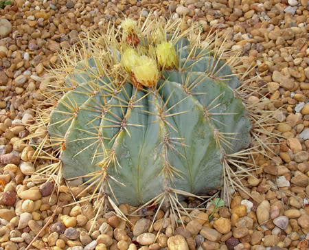 ferocactusglaucescens03_2008b.jpg