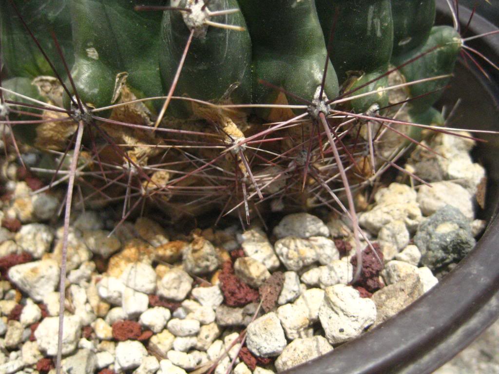 ferocactushamatacanthus2.jpg