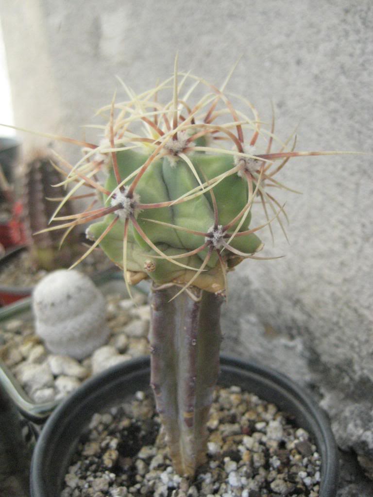 Ferocactushistrixinjertodespuesinvierno.jpg