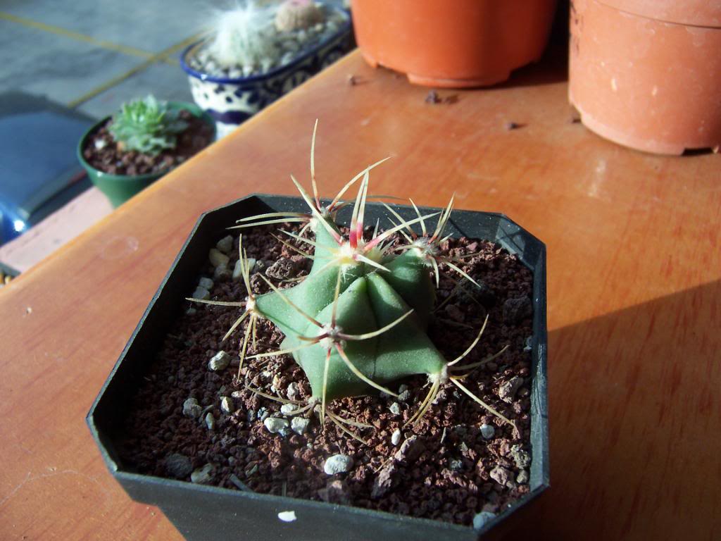 Ferocactushistrixpreinjerto.jpg