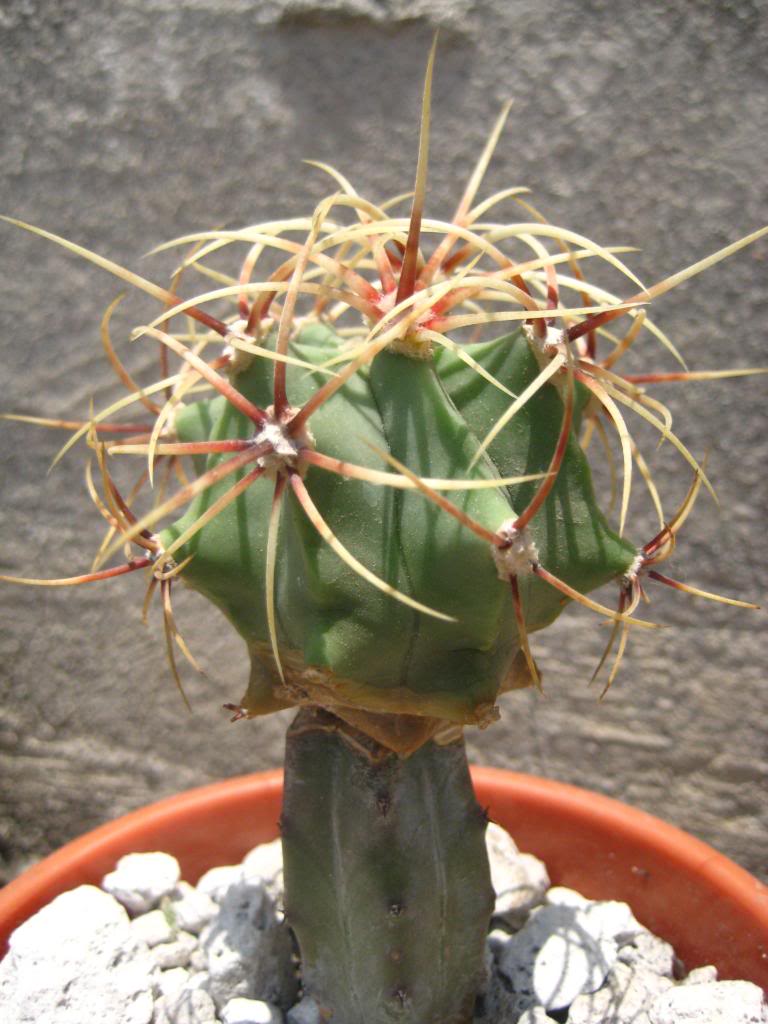 Ferocactusinjerto2.jpg