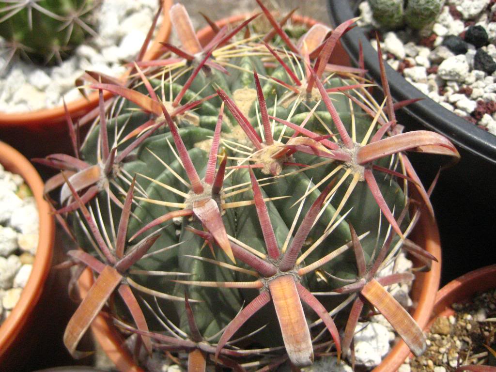 Ferocactuslatispinus3.jpg