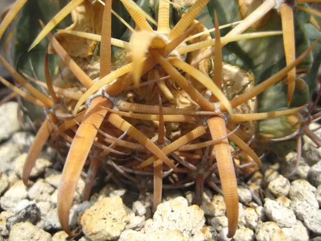Ferocactuslatispinus4.jpg
