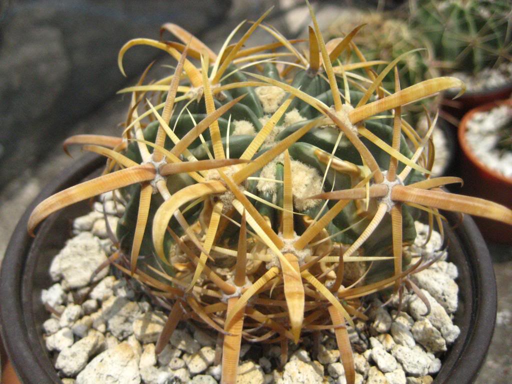 Ferocactuslatispinus5.jpg