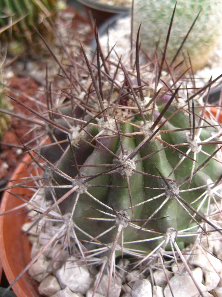 ferocactuslindsayi.jpg